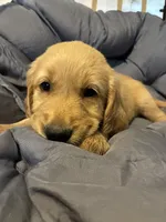 Light blue, a female Golden Retriever for sale in Eagleville, MO – 2 of 3