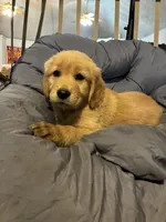 Black collar, a male Golden Retriever for sale in Eagleville, MO – 3 of 4