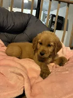 Pink collar, a female Golden Retriever for sale in Eagleville, MO – 4 of 4