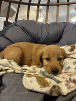 Light green , a female Golden Retriever for sale in Eagleville, MO – 4 of 4
