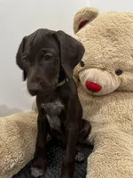 Lexi , a female German Shorthaired Pointer and Vizsla for sale in Rio Linda, CA – 2 of 2
