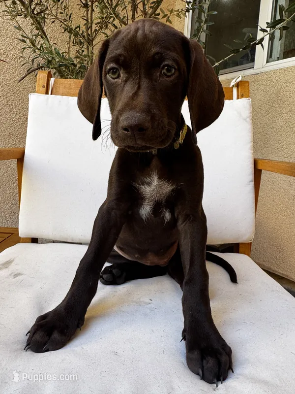 Yellow 🍋 – German Shorthaired Pointer, Vizsla puppy for sale in Rio Linda, CA