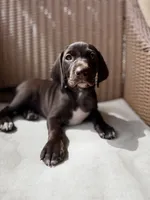 Pink 🎀, a female German Shorthaired Pointer and Vizsla for sale in Rio Linda, CA – 2 of 8