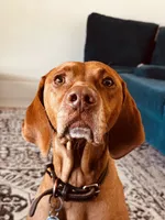 Pink 🎀, a female German Shorthaired Pointer and Vizsla for sale in Rio Linda, CA – 8 of 8