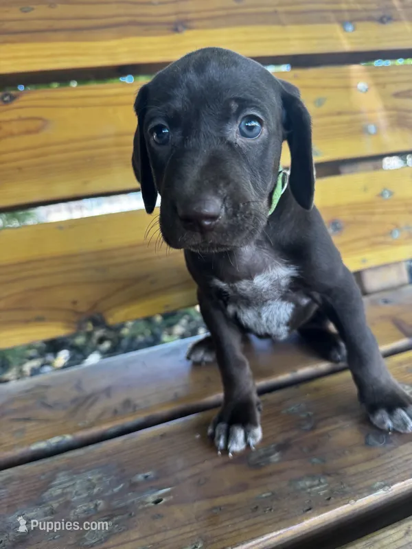 Lime 🍋‍🟩  – German Shorthaired Pointer, Vizsla puppy for sale in Rio Linda, CA