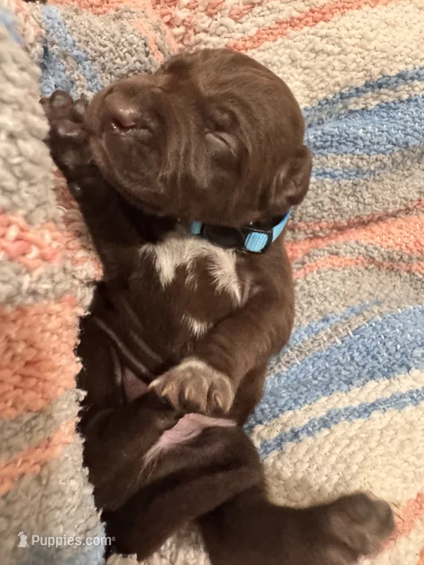 L Blue 🌊 – German Shorthaired Pointer, Vizsla puppy for sale in Rio Linda, CA