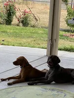 Gray  , a male German Shorthaired Pointer and Vizsla for sale in Rio Linda, CA – 6 of 10