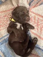 Yellow 🍋, a female German Shorthaired Pointer and Vizsla for sale in Rio Linda, CA – 2 of 7