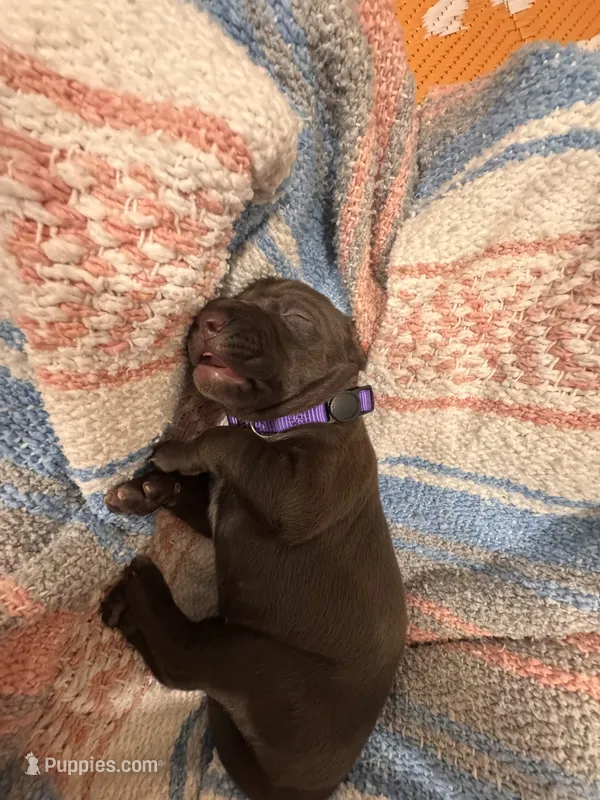 Purple 💜 – German Shorthaired Pointer, Vizsla puppy for sale in Rio Linda, CA
