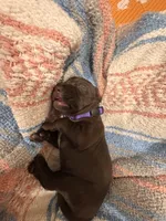 Purple 💜, a male German Shorthaired Pointer and Vizsla for sale in Rio Linda, CA – 1 of 8