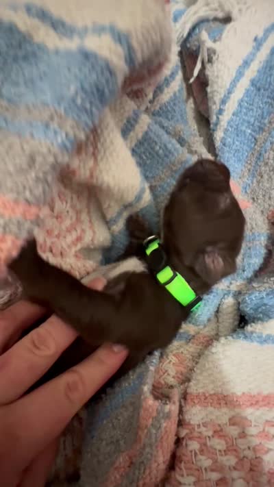 Lime 🍋‍🟩 , a female German Shorthaired Pointer and Vizsla for sale in Rio Linda, CA – 6 of 7