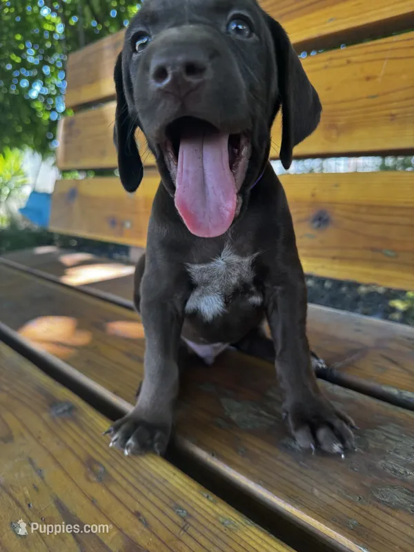Purple 💜 – German Shorthaired Pointer, Vizsla puppy for sale in Rio Linda, CA
