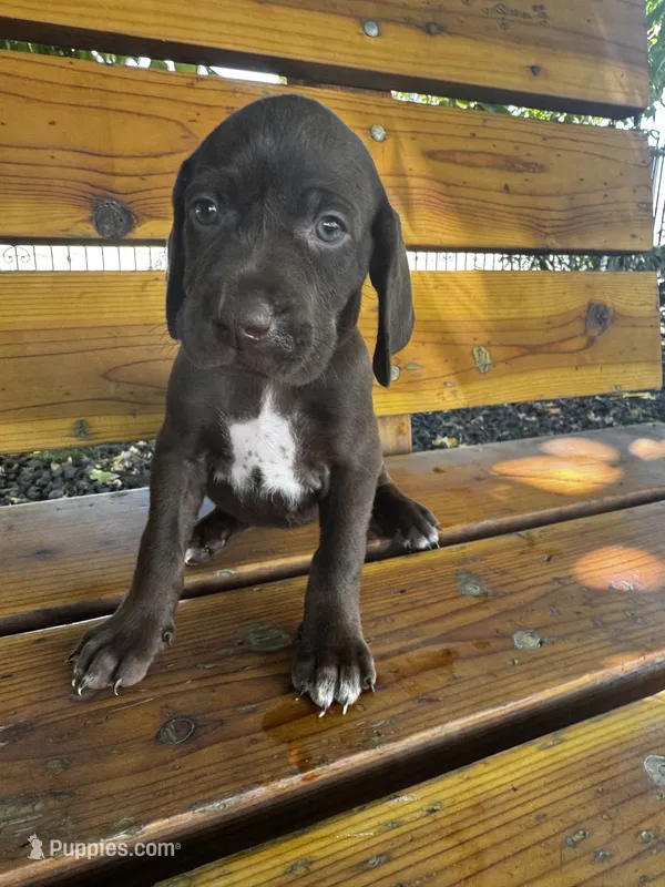 Orange 🍑 – German Shorthaired Pointer, Vizsla puppy for sale in Rio Linda, CA