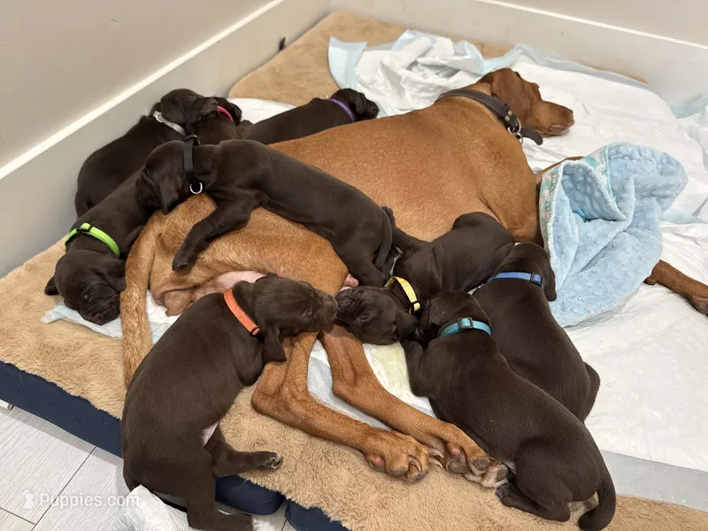 Pink 🎀 – German Shorthaired Pointer, Vizsla puppy for sale in Rio Linda, CA