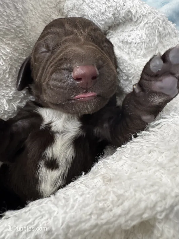 Black  – German Shorthaired Pointer, Vizsla puppy for sale in Rio Linda, CA