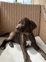 Orange 🍑, a female German Shorthaired Pointer and Vizsla for sale in Rio Linda, CA – 5 of 10