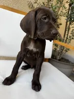 Gray  🩶, a male German Shorthaired Pointer and Vizsla for sale in Rio Linda, CA – 3 of 9