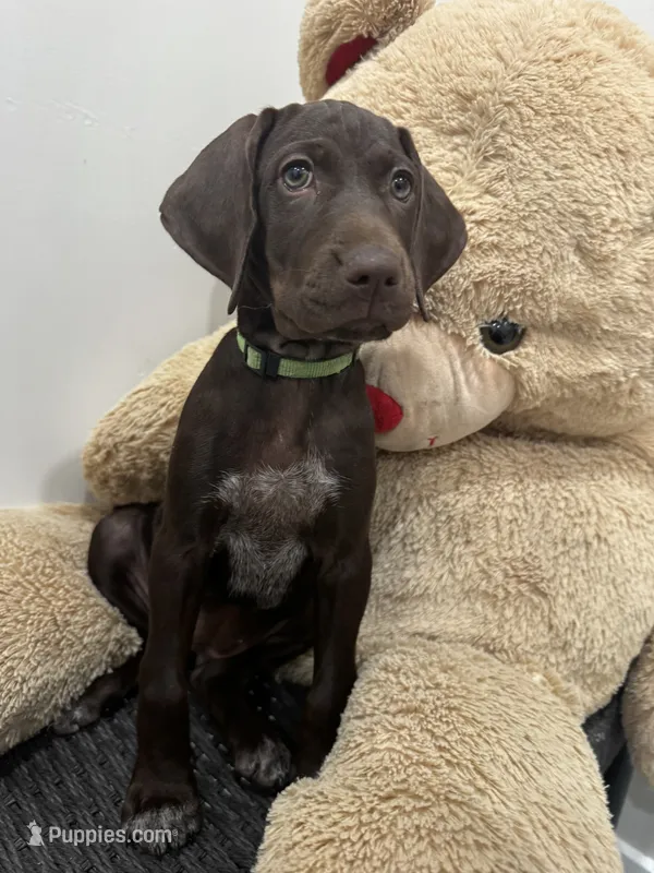 Lexi  – German Shorthaired Pointer, Vizsla puppy for sale in Rio Linda, CA