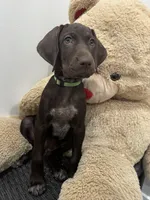 Lexi , a female German Shorthaired Pointer and Vizsla for sale in Rio Linda, CA – 1 of 2