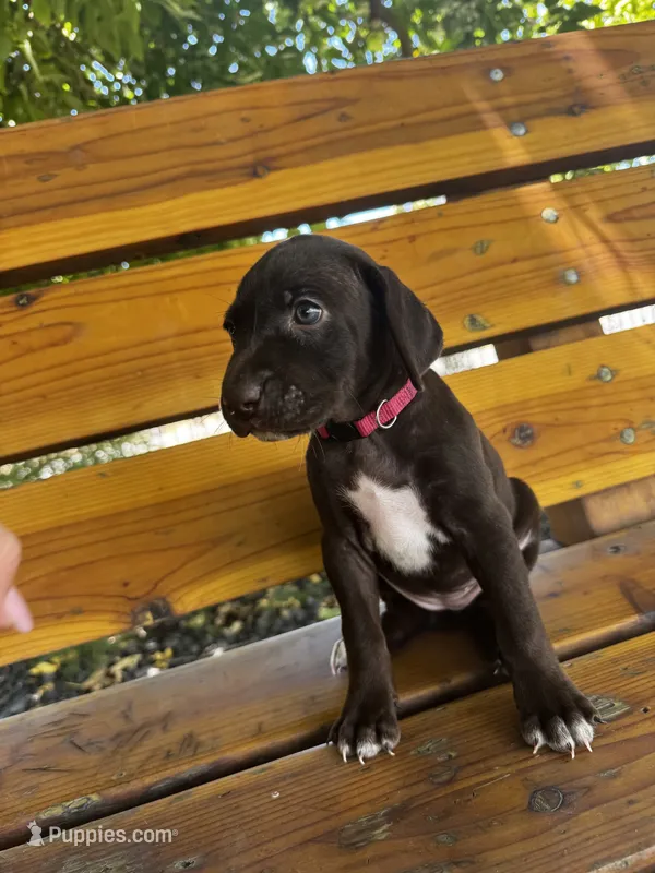 Pink 🎀 – German Shorthaired Pointer, Vizsla puppy for sale in Rio Linda, CA