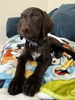 Girl/Yellow 🍋, a female German Shorthaired Pointer and Vizsla for sale in Rio Linda, CA – 3 of 9