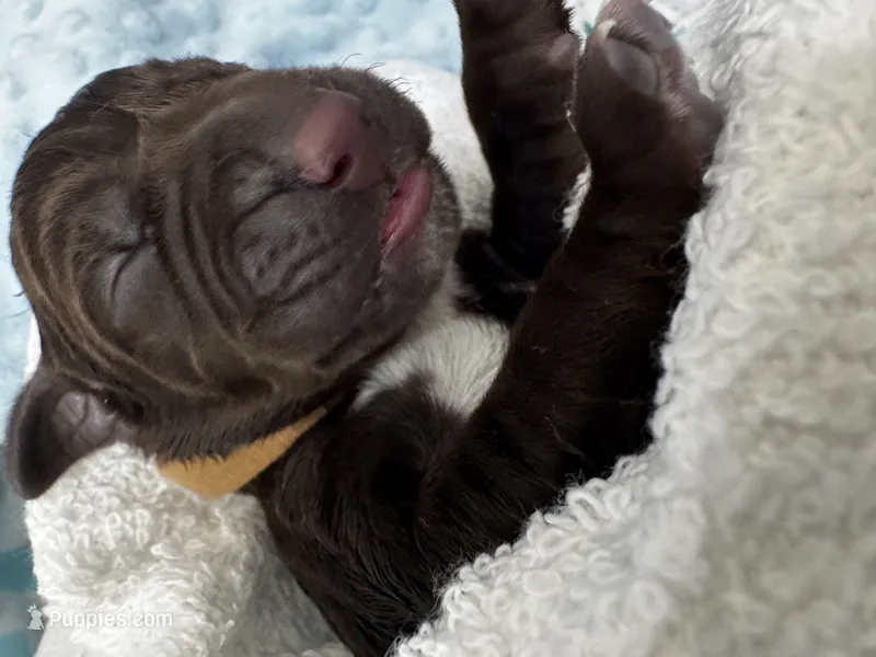 L Brown  – German Shorthaired Pointer, Vizsla puppy for sale in Rio Linda, CA