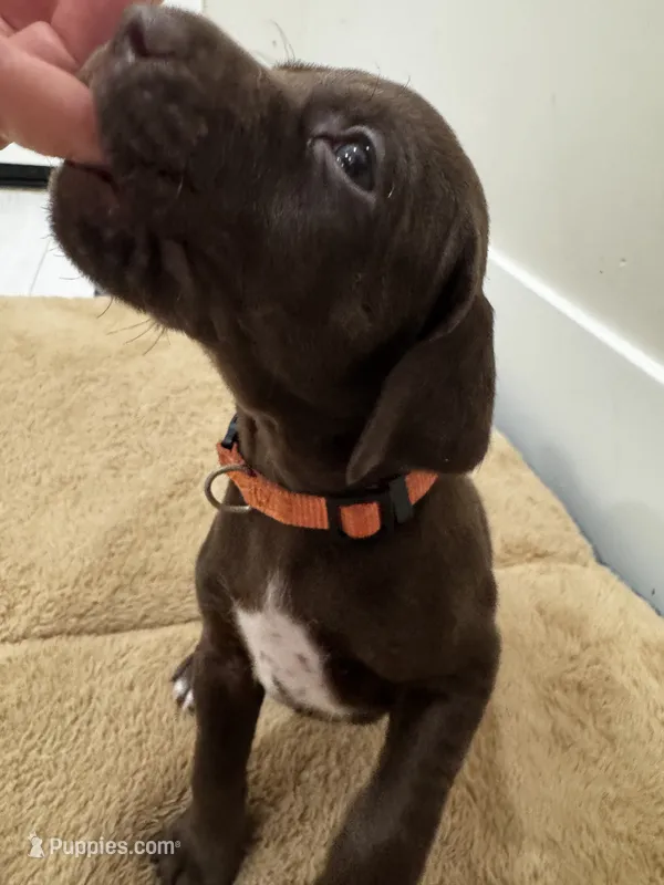 Orange 🍑 – German Shorthaired Pointer, Vizsla puppy for sale in Rio Linda, CA