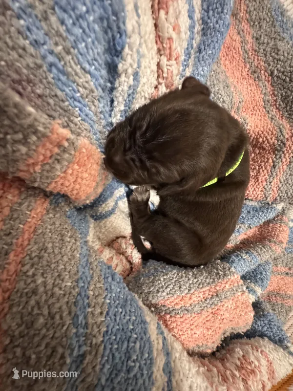 Lime 🍋‍🟩  – German Shorthaired Pointer, Vizsla puppy for sale in Rio Linda, CA