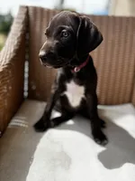 Pink 🎀, a female German Shorthaired Pointer and Vizsla for sale in Rio Linda, CA – 3 of 8