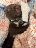 Lime 🍋‍🟩 , a female German Shorthaired Pointer and Vizsla for sale in Rio Linda, CA – 2 of 7