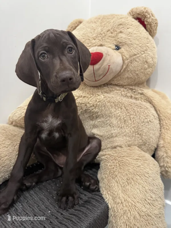 Yellow 🍋 – German Shorthaired Pointer, Vizsla puppy for sale in Rio Linda, CA