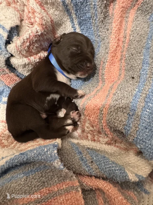 Blue 🫐 – German Shorthaired Pointer, Vizsla puppy for sale in Rio Linda, CA