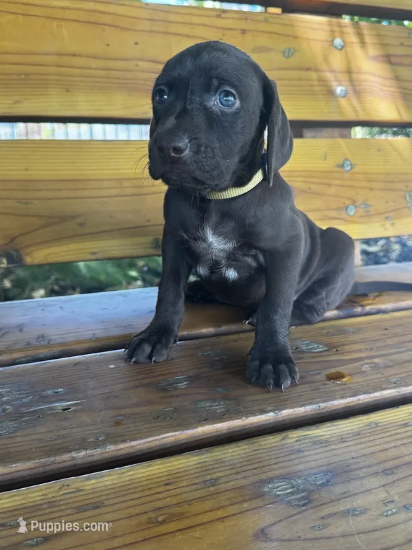 Yellow 🍋 – German Shorthaired Pointer, Vizsla puppy for sale in Rio Linda, CA