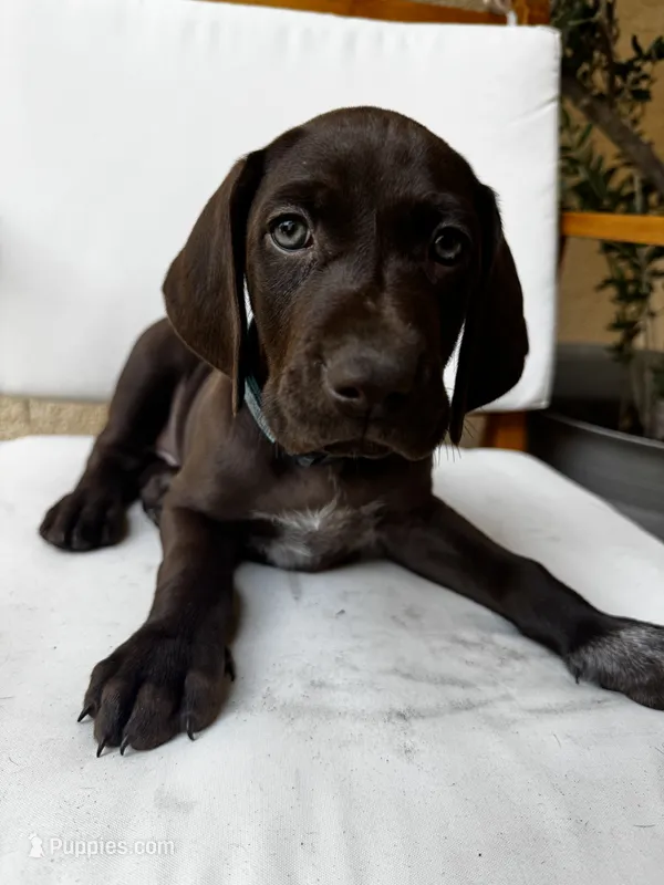 L Blue 🌊 – German Shorthaired Pointer, Vizsla puppy for sale in Rio Linda, CA