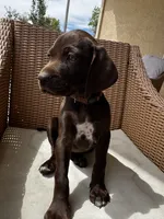 Orange 🍑, a female German Shorthaired Pointer and Vizsla for sale in Rio Linda, CA – 3 of 10