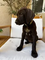Yellow 🍋, a female German Shorthaired Pointer and Vizsla for sale in Rio Linda, CA – 2 of 9