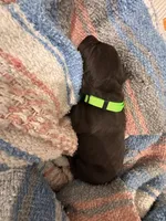 Lime 🍋‍🟩 , a female German Shorthaired Pointer and Vizsla for sale in Rio Linda, CA – 3 of 7