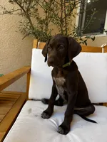 Lime 🍋‍🟩 , a female German Shorthaired Pointer and Vizsla for sale in Rio Linda, CA – 1 of 9