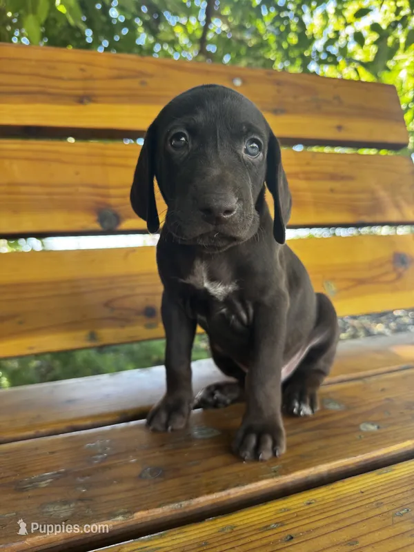 Gray  🩶 – German Shorthaired Pointer, Vizsla puppy for sale in Rio Linda, CA