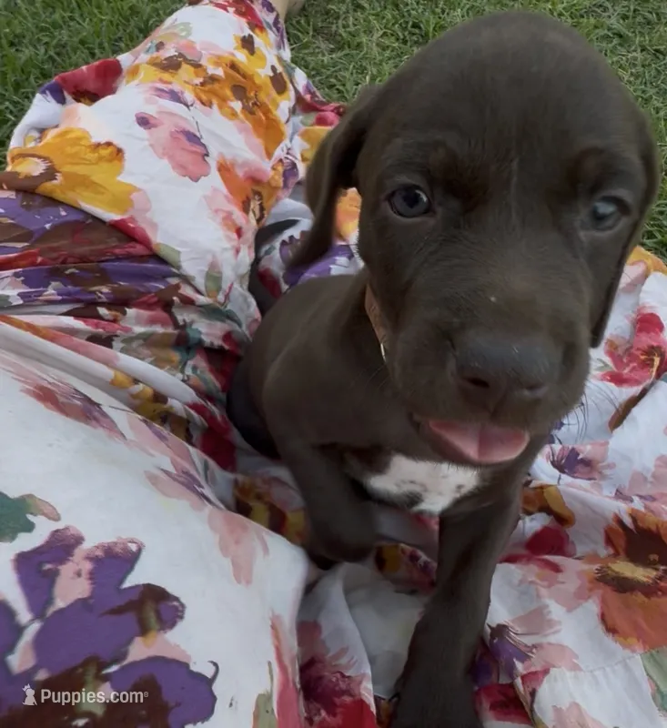 Orange 🍑 – German Shorthaired Pointer, Vizsla puppy for sale in Rio Linda, CA