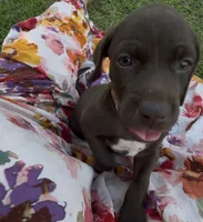 Orange 🍑, a female German Shorthaired Pointer and Vizsla for sale in Rio Linda, CA – 7 of 10