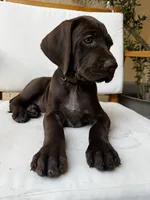 Black 🐼, a male German Shorthaired Pointer and Vizsla for sale in Rio Linda, CA – 2 of 10