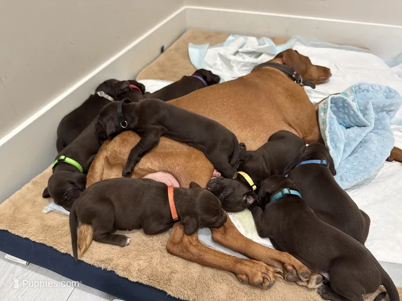 Lime 🍋‍🟩  – German Shorthaired Pointer, Vizsla puppy for sale in Rio Linda, CA