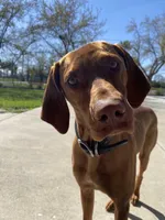 Gray  , a male German Shorthaired Pointer and Vizsla for sale in Rio Linda, CA – 4 of 10