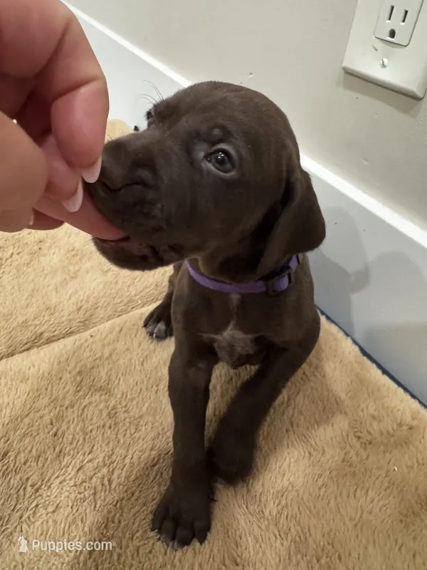 Purple 💜 – German Shorthaired Pointer, Vizsla puppy for sale in Rio Linda, CA
