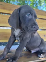 Gray  , a male German Shorthaired Pointer and Vizsla for sale in Rio Linda, CA – 10 of 10