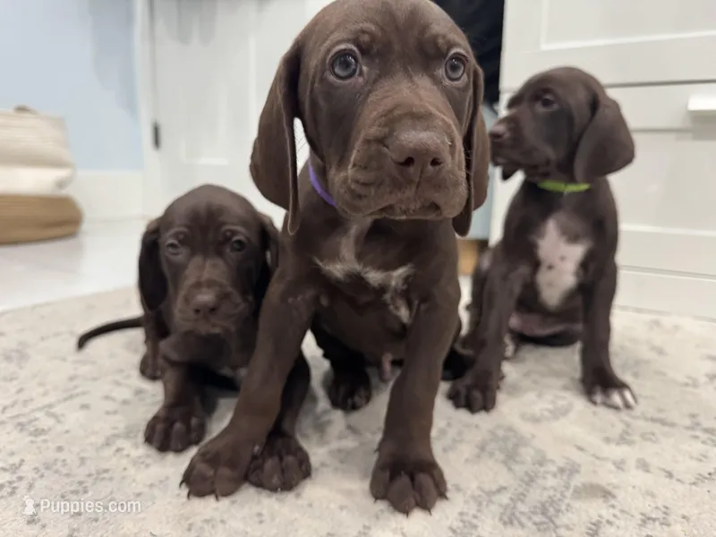 Coming soon (July)  – German Shorthaired Pointer, Vizsla puppy for sale in Rio Linda, CA