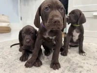 Coming soon (July) , a  German Shorthaired Pointer and Vizsla for sale in Rio Linda, CA – 1 of 7