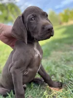 Coming soon (July) , a  German Shorthaired Pointer and Vizsla for sale in Rio Linda, CA – 6 of 7