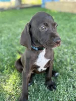 Coming soon (July) , a  German Shorthaired Pointer and Vizsla for sale in Rio Linda, CA – 3 of 7